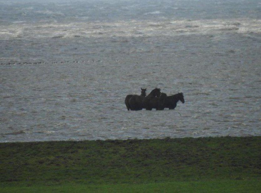  Septemberstorm: Paarden boven Blije tot aan buik in het water
